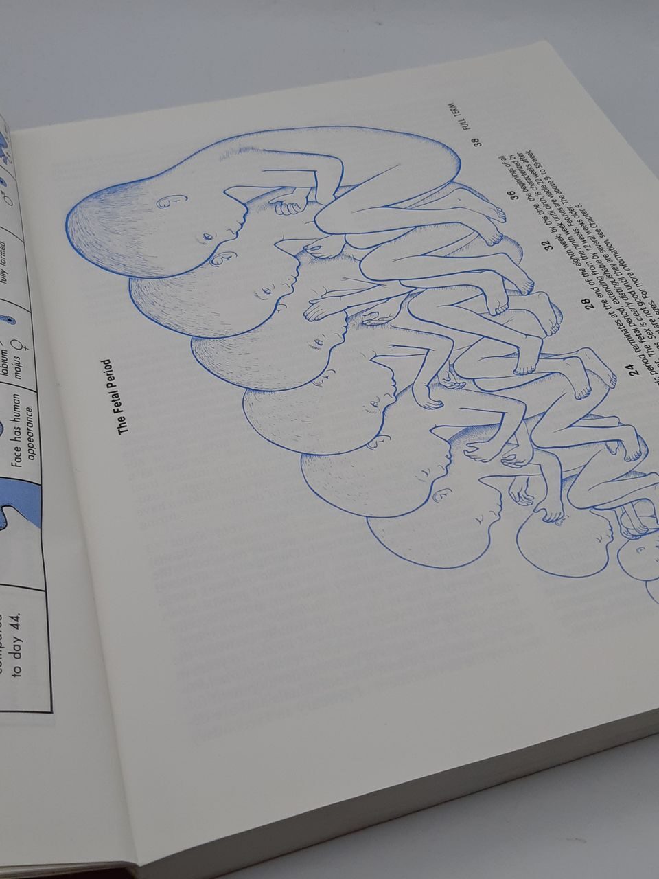 4P86 The Developing human. Clinically oriented Embriology. Moore and Persaud, 1993 год, USA